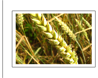wheat field
